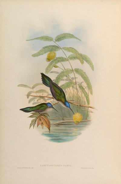 Campylopterus pampa da John Gould